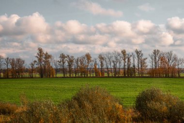 Tarlada ağaç sınırı.