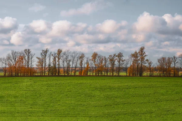 Una linea diritta di alberi in un campo autunnale. — Foto Stock