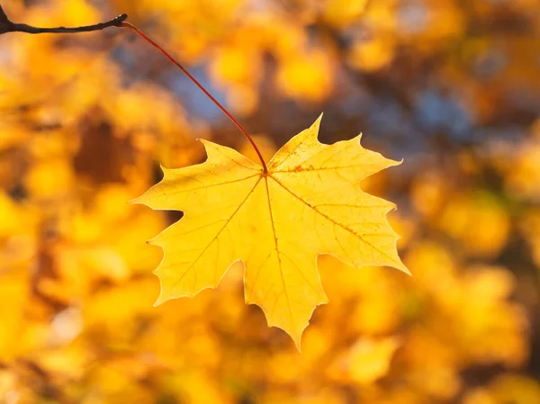 Foglia di acero giallo su uno sfondo luminoso naturale soleggiato. — Foto Stock