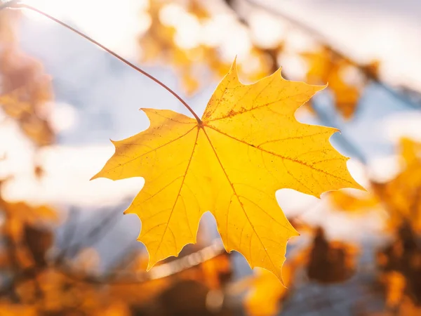 Gele esdoorn blad op een heldere natuurlijke zonnige achtergrond — Stockfoto