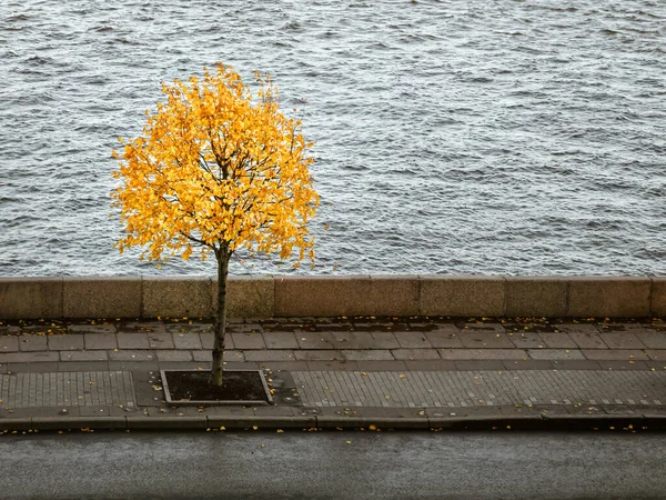 Gele herfstboom op de granieten dijk in St. Petersburg — Stockfoto
