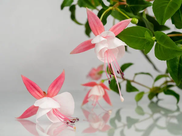 Gyönyörű Csokor Virágzó Rózsaszín Fehér Fukszia Virágok Felett Természetes Szürke — Stock Fotó
