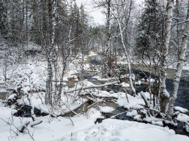 Karelia 'daki kış nehri ormanın içinden akar. Vahşi, görkemli doğanın gücü