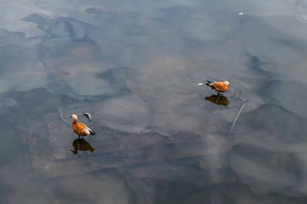 Due Shelduck Sulla Superficie Scura Dell Acqua — Foto Stock