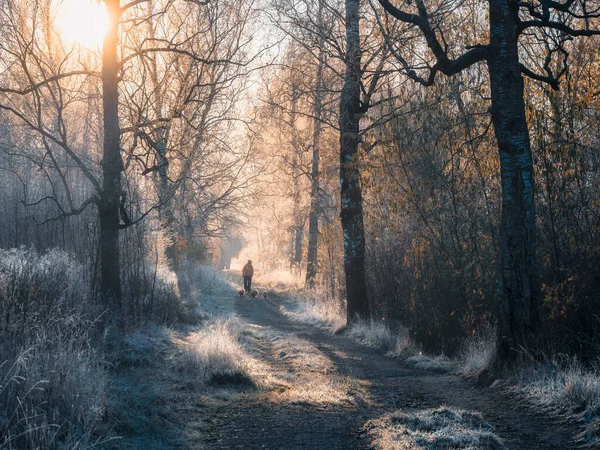 Paisagem Inverno Atmosférica Com Caminho Ensolarado Nebuloso Árvores Cobertas Geada — Fotografia de Stock