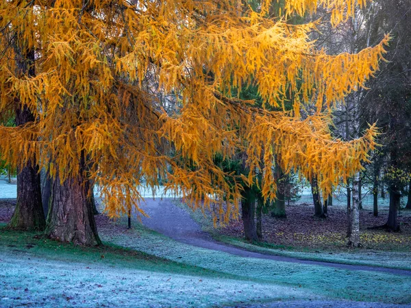 November morning misty landscape with a large yellow larch tree and a winding path covered with frost.