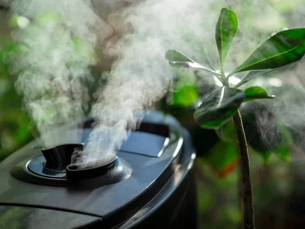 Humidifier Flowers Air Humidifier Window Home Water Steam Direction Houseplant — Stock Photo, Image