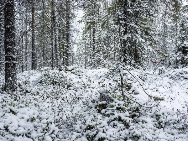 Tiefer Winter Nördlicher Schneebedeckter Wald Karelien — Stockfoto