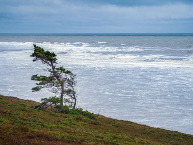 Soğuk bir denizin kıyısında eğilmiş yalnız bir ağaç. Kola Yarımadası.