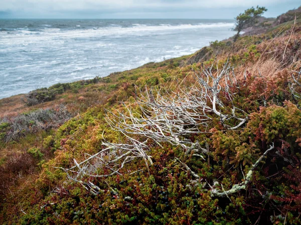 Costa Selvagem Ventosa Mar Branco Paisagem Outono Minimalista Com Arbustos — Fotografia de Stock