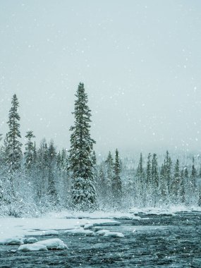 Karla kaplı yoğun ladin ormanı. Dokunulmamış saf doğa.