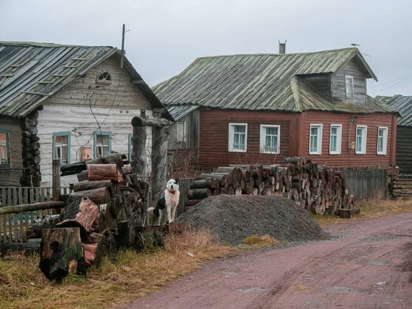 Authentique Village Sur Rive Baie Kandalaksha Mer Blanche Chien Cour — Photo