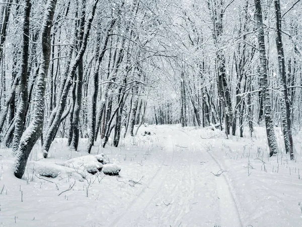 Drumul Forestier Zăpadă Ninsoare Pădure — Fotografie, imagine de stoc