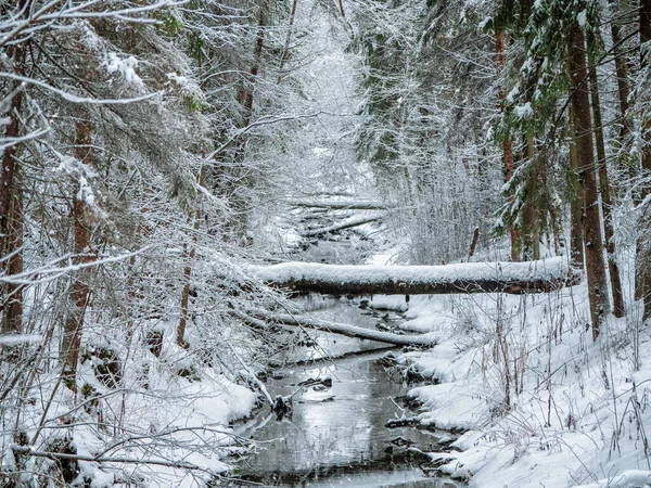 Winter Tiefen Wald Mit Einem Schmalen Fluss Ein Geldsegen Der — Stockfoto
