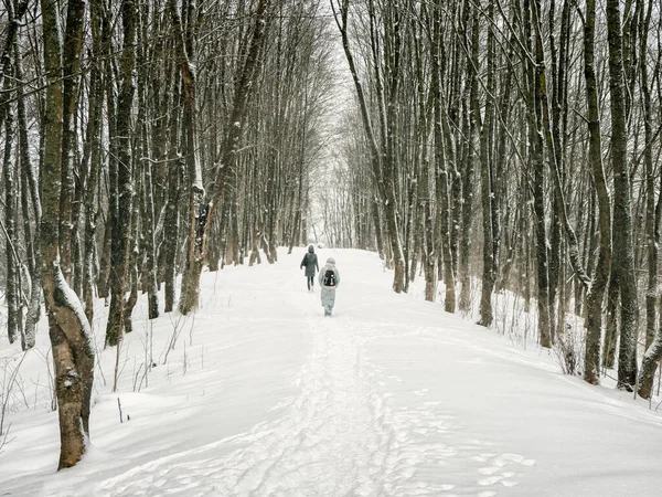 Alley in a snow-covered winter forest with people walking into the distance. Winter natural background.