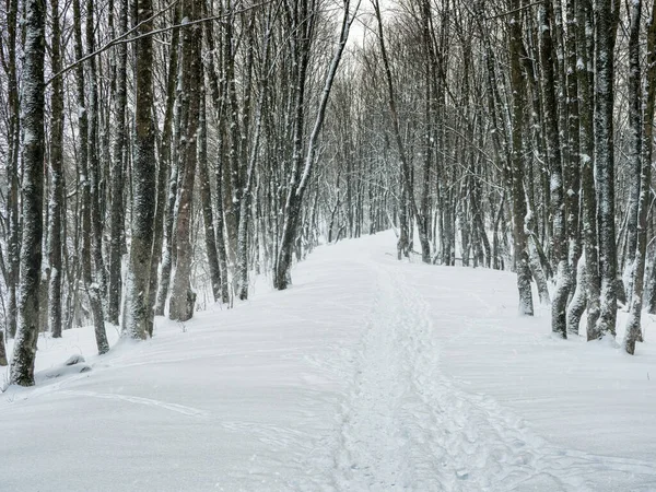 Aleea Goală Într Pădure Iarnă Acoperită Zăpadă Iarna Fundal Natural — Fotografie, imagine de stoc