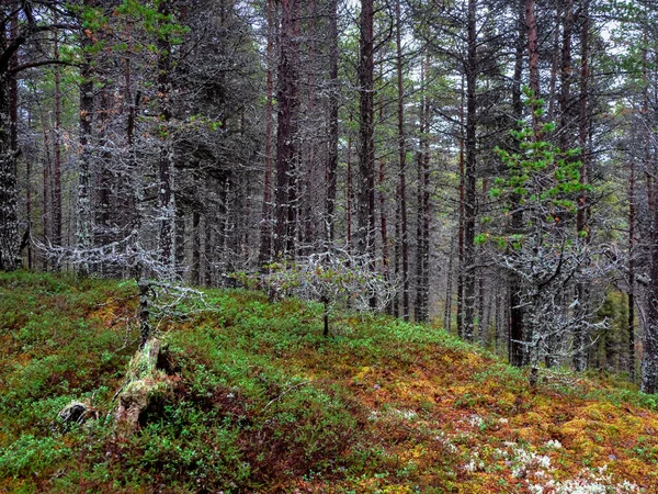Bajeczny Północny Las Drzewa Pokryte Mchem Naturalne Tło Głęboki Las — Zdjęcie stockowe