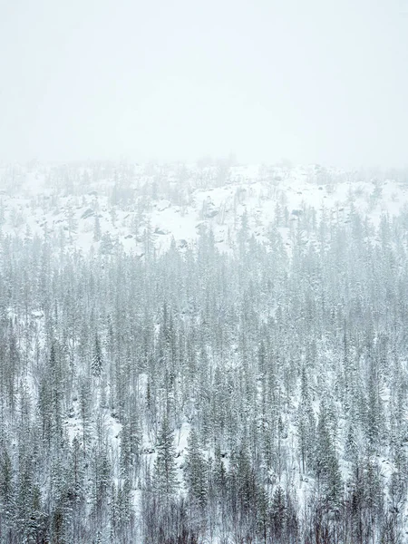Giftiger Winterwald Auf Einem Hügel Der Nähe Des Hüttenwerks Monchegorsk — Stockfoto