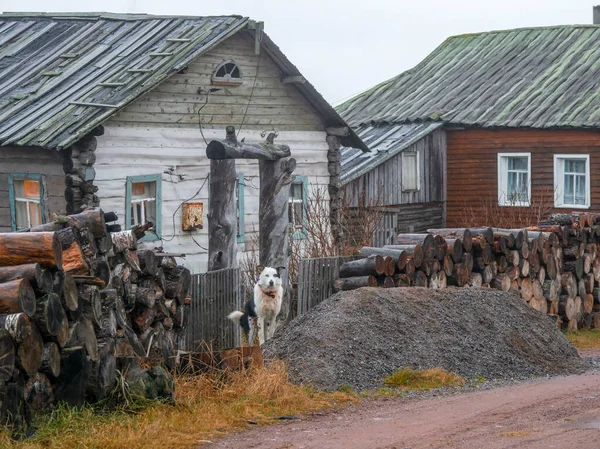 Chien Cour Est Garde Authentique Village Sur Rive Baie Kandalaksha — Photo