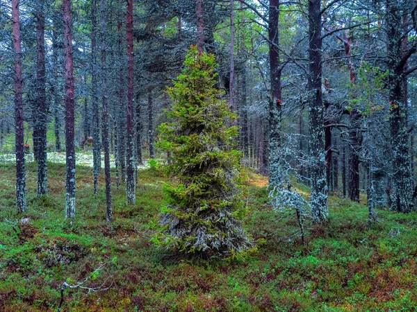 Arktyczny Gęsty Północny Las Jodła Pokryta Mchem Naturalne Tło — Zdjęcie stockowe