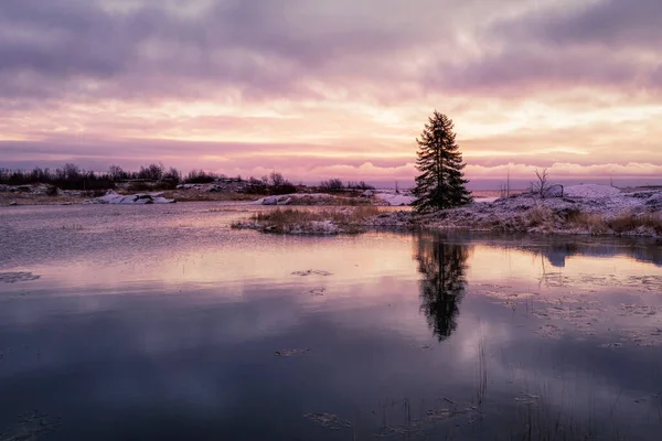 Pôr Sol Roxo Mágico Com Uma Árvore Natal Solitária Uma — Fotografia de Stock