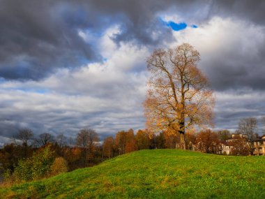 Güzel bir sonbahar manzarası, çarpıcı bir gökyüzü ve yeşil bir tepede yapraksız bir ağaç..