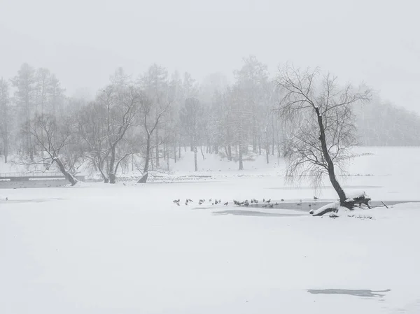 Blizzard Dans Parc Hiver Grands Arbres Sous Neige Paysage Hivernal — Photo