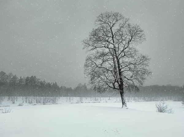 Blizzard Winterpark Baum Unter Schneedecke Minimalistische Winterlandschaft — Stockfoto