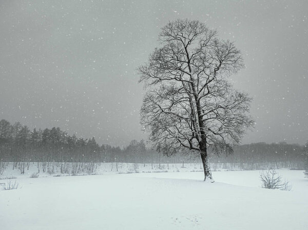 Blizzard in the winter park. Tree under snow cover. Minimalistic winter landscape.