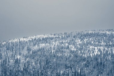 Kutup gecesinde karla kaplı ladin ormanlarıyla kaplı büyük bir dağın havadan görünüşü. Minimalist manzara.
