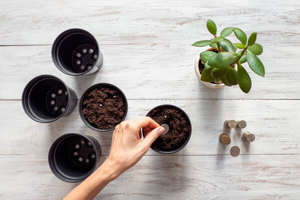 Money tree. Money grows in the soil, Concept of business success.