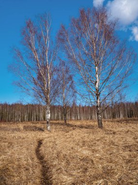 Bahar manzarası ve bataklıkta huş ağaçları. Kuru çimenli arazi. Dikey görünüm.
