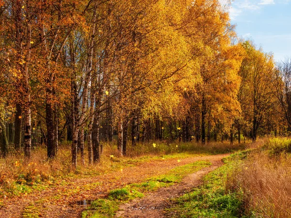 Jesienny Liść Spada Ścieżka Słonecznym Jesiennym Parku Opadającymi Liśćmi Wiejska — Zdjęcie stockowe