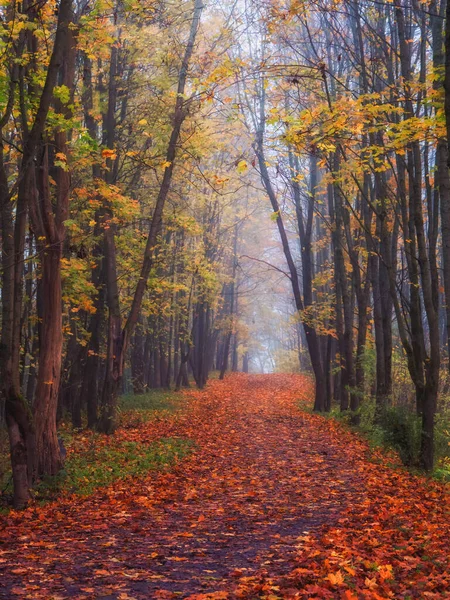 Кленовая Аллея Опавшими Листьями Через Мистический Лес Сказочный Осенний Туманный — стоковое фото