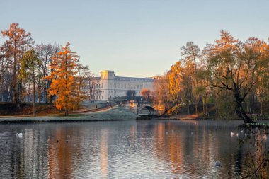 Kuğularla ve sahilde Büyük Saray 'la parkın sonbahar manzarası. Gatchina. Rusya.