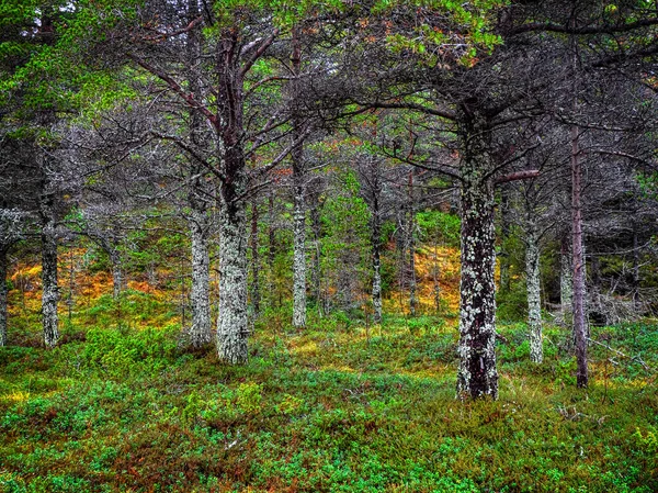 Bajeczny Północny Las Drzewa Pokryte Mchem Naturalne Tło Głęboki Las — Zdjęcie stockowe