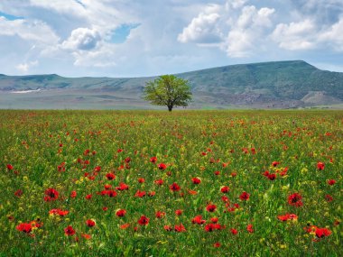 Baharda gelincik tarlasında yapayalnız bir ağaç