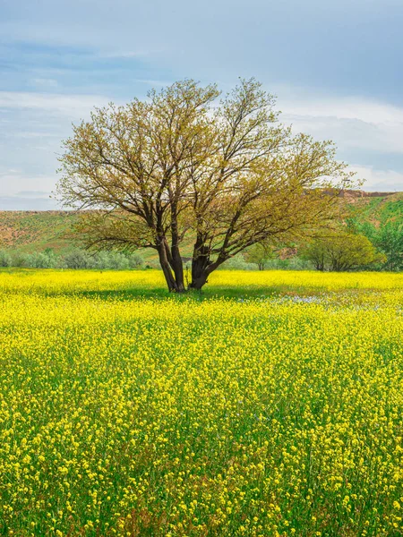 Yellow Field Flowering Rape Tree Blue Sky Natural Landscape Background — Stock Photo, Image