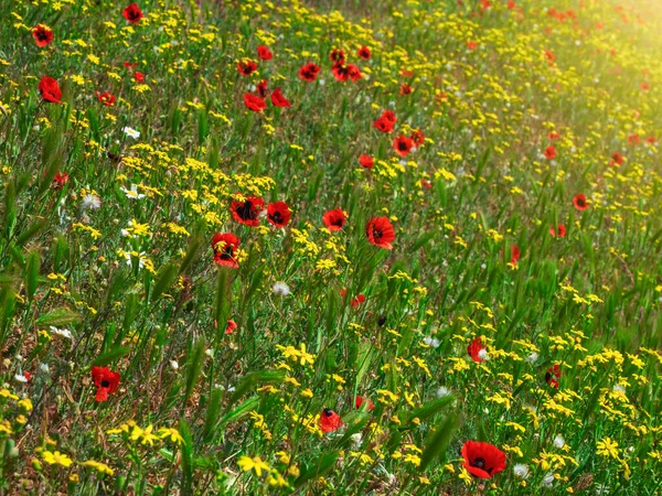 Summer sunny flower slope, mixed grass with mountain poppies. Natural floral background.