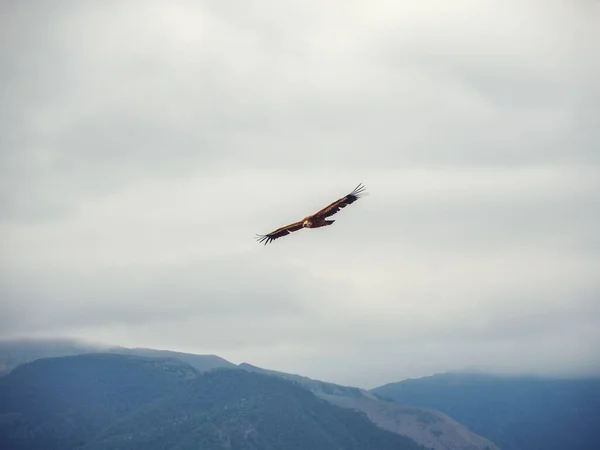 Griffon Vulture Gyps Fulvus Létající Obloze Nad Horami — Stock fotografie