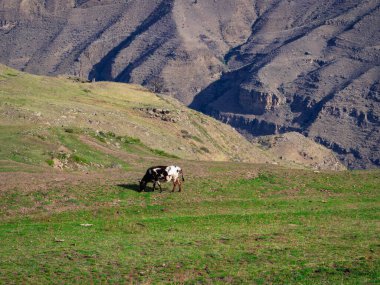 Benekli bir inek dağ yamacında otluyor. Dağın yamacında seyrek yeşil bir çayır, güneşli bir bahar gününde bir ineğin otladığı yer..