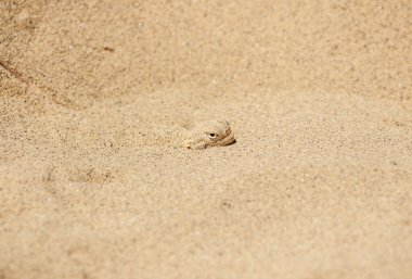Sakin çöl kertenkelesi kuma gömüldü. Sarykum tepeciği. Dağıstan. Kapat.. 