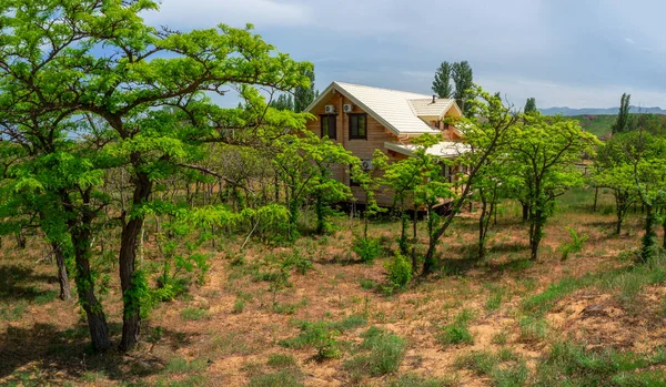 Holzhaus Üppigem Grün Der Wüste Gästehaus Reisekonzept — Stockfoto