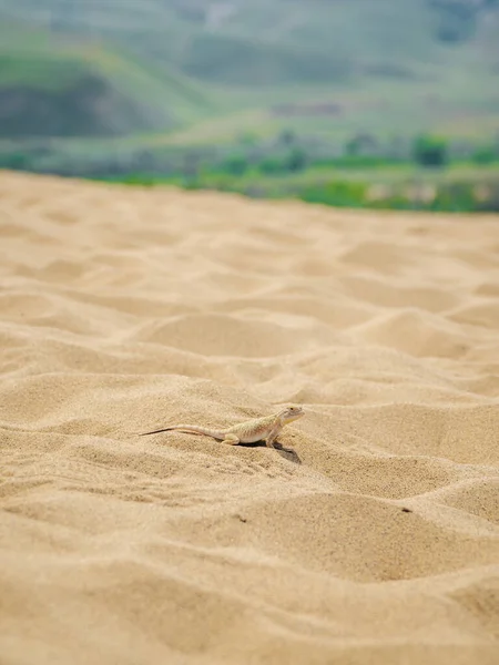 Calm Desert Roundhead Lizard Sand Its Natural Environment Sarykum Dune — Stock Photo, Image