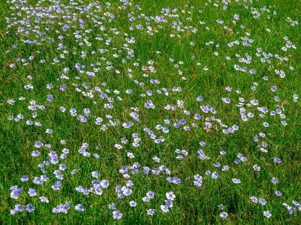 Bloeiend Vlasveld Gebied Van Bloeiende Blauwe Vlas Close — Stockfoto