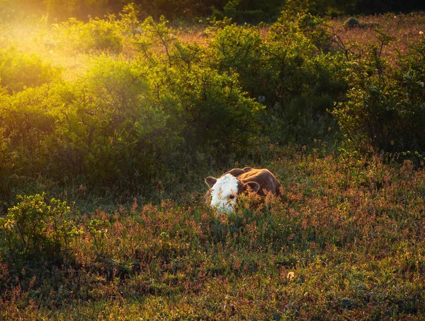 Een Pasgeboren Kalf Morgen Zon Een Weide — Stockfoto