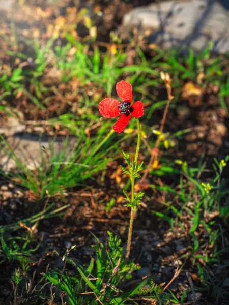 Close Papaver Hybridum Poppy Áspero Crescendo Selvagem Nas Montanhas Cáucaso — Fotografia de Stock