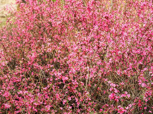 Větve Růžovými Květy Stepní Mandle Zblízka — Stock fotografie