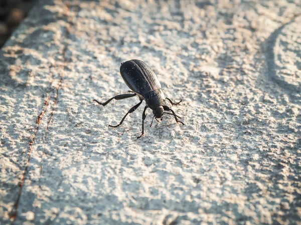 Ein Großer Schwarzer Käfer Frühmorgens Auf Einem Stück Weißem Stein — Stockfoto