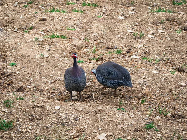 Dos Gallinas Guinea Cascos Numida Meleagris Granja — Foto de Stock